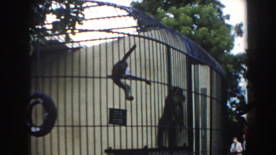 1960 Miami zoo frame with a young monkey climbing vertical bars and a larger monkey standing in the same curved enclosure.