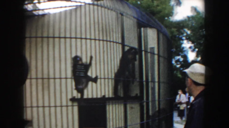 1960 Miami zoo home-movie frame showing a young monkey on the cage bars, an adult monkey nearby, and a visitor in a white cap.
