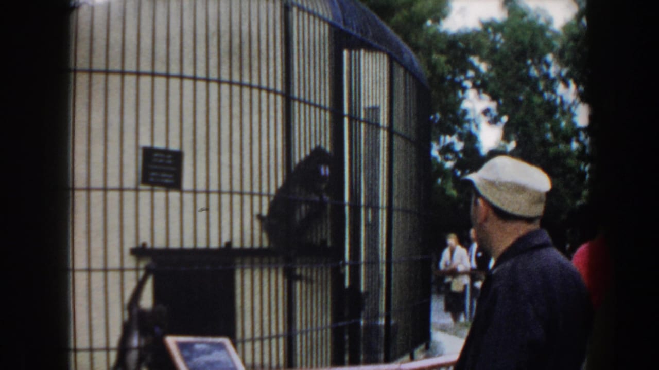 1960 Miami zoo footage shows visitors beside a tall wire cage, with a man in a light cap watching a monkey inside.