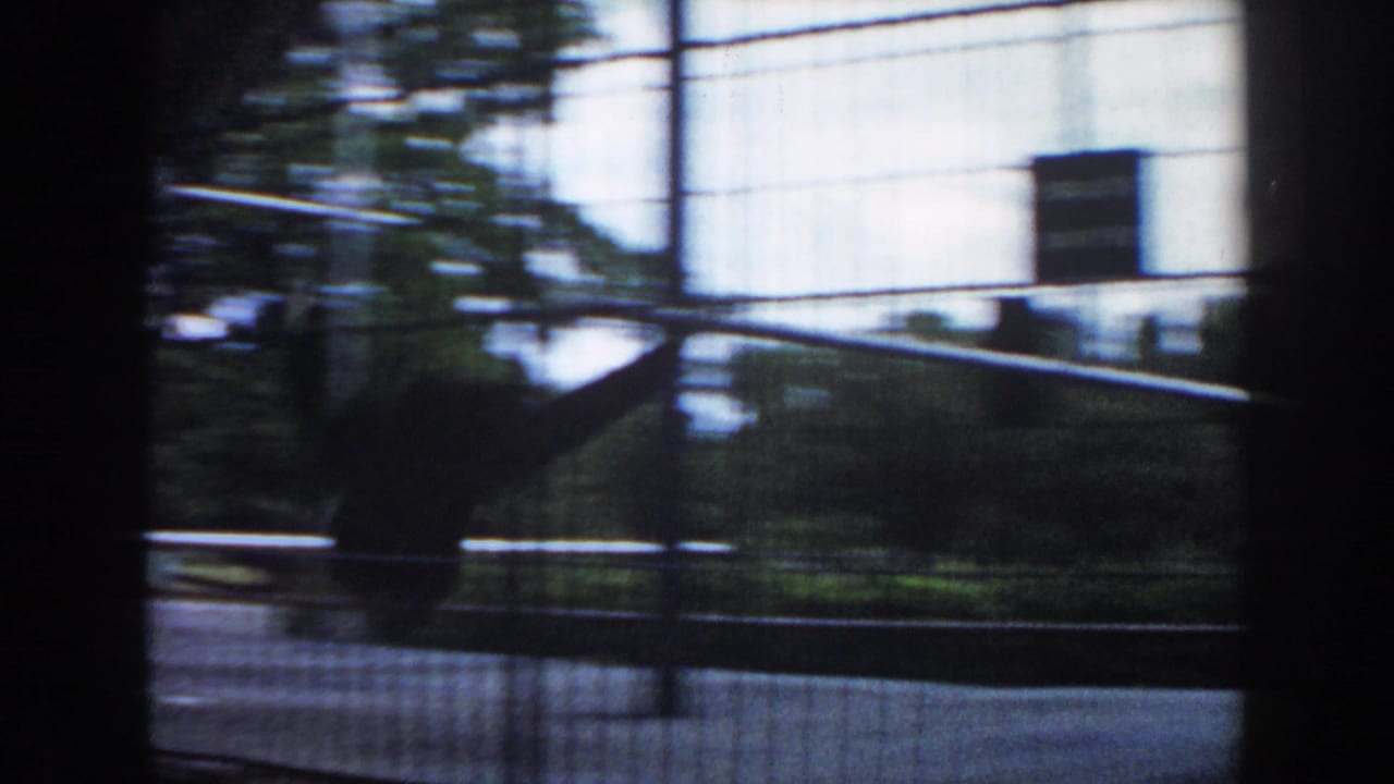Primate swings across a fenced enclosure with trees and concrete behind it.