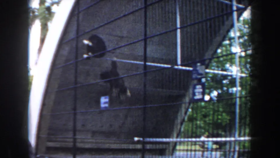 1960 Miami zoo home-movie frame showing a primate near a concrete enclosure wall, filmed through a wire fence.