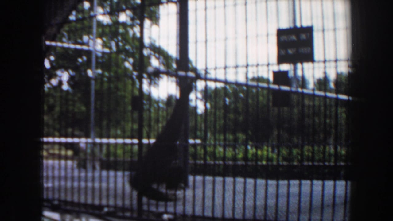 Dark primate inside a barred zoo enclosure with trees and bright sky beyond.