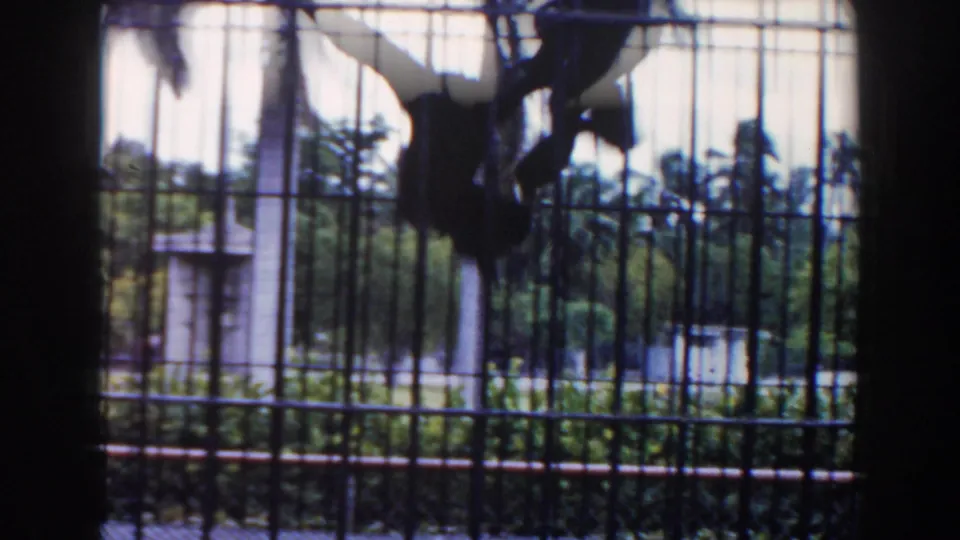 A primate appears near the upper bars of a Miami zoo enclosure, with fencing, rails, trees, and sky visible in soft 8mm color.