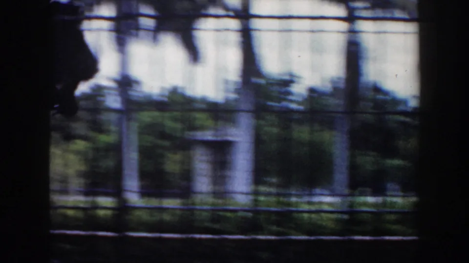 1960 Miami zoo home-movie frame showing a soft, blurred view through cage bars toward greenery and concrete enclosure features.