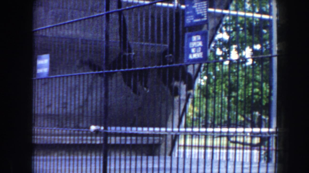 Monkeys cling near the wall of a fenced enclosure with a blue sign above them.