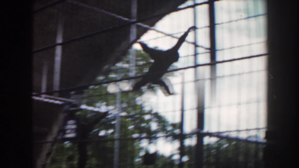 A monkey silhouette crosses the wire mesh of the Miami zoo enclosure, with concrete surfaces and soft 8mm blur in the frame.