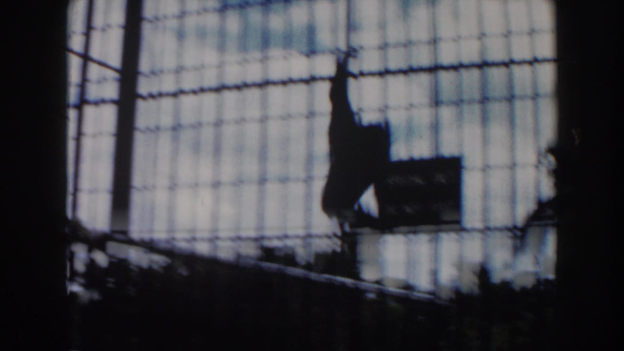 Monkey silhouette in a caged enclosure, viewed through dark 8mm film edges in supplied 1960 Miami zoo footage.
