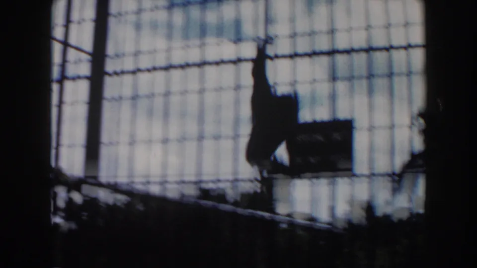 Monkey silhouette in a caged enclosure, viewed through dark 8mm film edges in supplied 1960 Miami zoo footage.