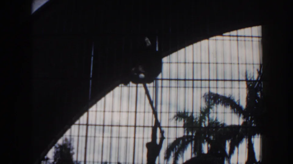 1960 Miami zoo frame with a monkey silhouetted inside a barred enclosure, backlit by sky and palm fronds.