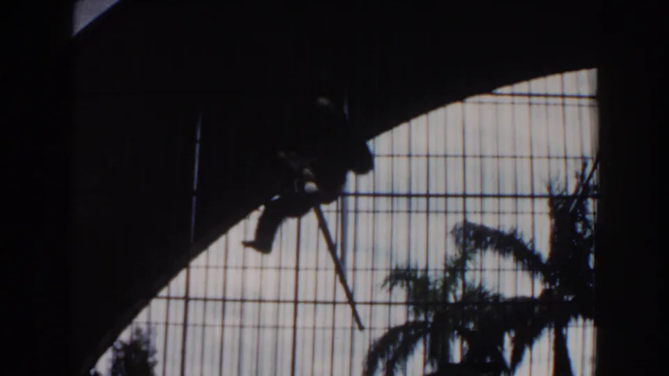 1960 Miami zoo home-movie frame showing a monkey moving along a pole or bar inside the backlit enclosure.
