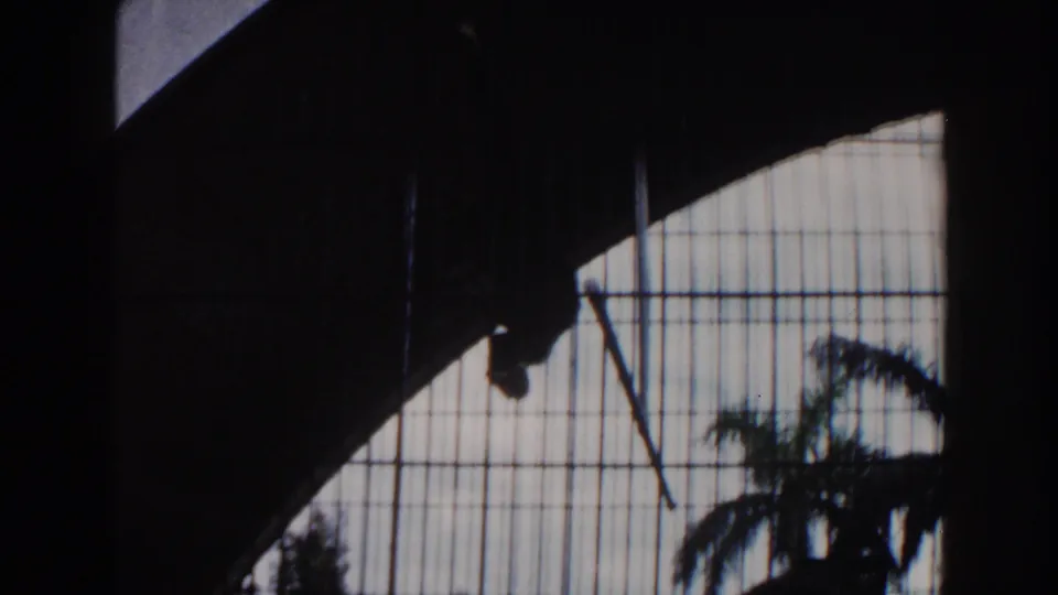 1960 Miami zoo frame showing the barred enclosure, palm fronds, and a dark monkey shape near the upper left area.