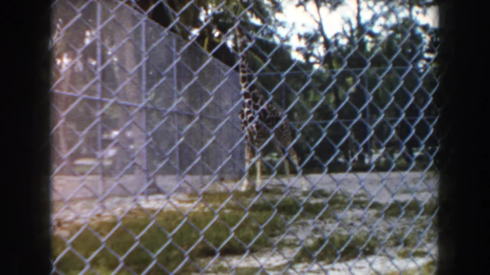 1960 Miami zoo view of a giraffe standing behind chain-link fencing, partly framed by palms, foliage, and sandy ground.