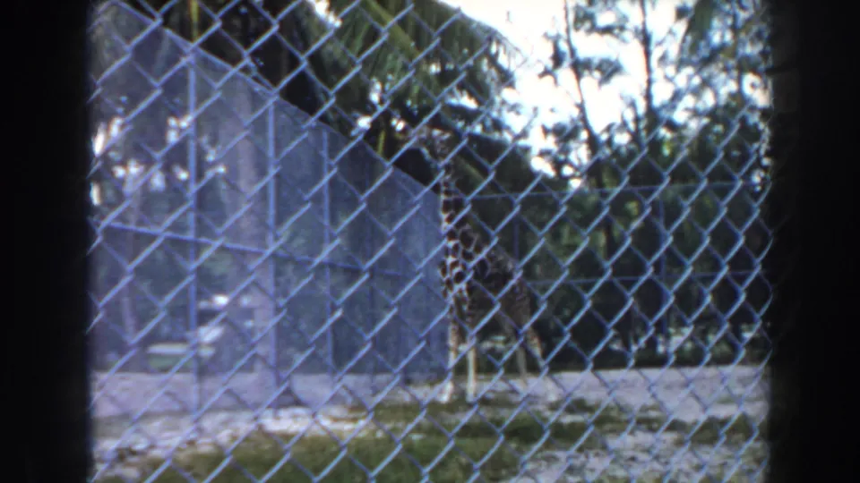 1960 Miami frame with the giraffe partly obscured by chain-link fencing and a palm trunk in a tropical zoo enclosure.