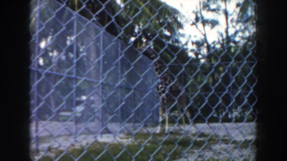 1960 Miami home-movie still of a giraffe behind chain-link mesh, surrounded by palms, foliage, grass, and pale enclosure ground.