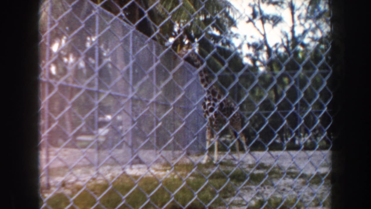 Giraffe standing behind chain-link fencing with trees and sandy ground beyond.