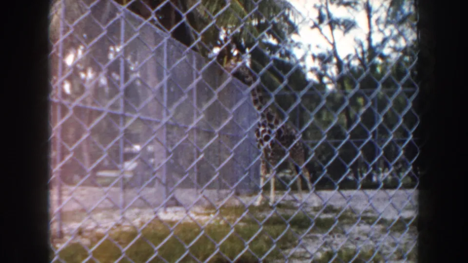 1960 Miami zoo home-movie frame showing a giraffe behind a chain-link enclosure with greenery and sandy ground in view.