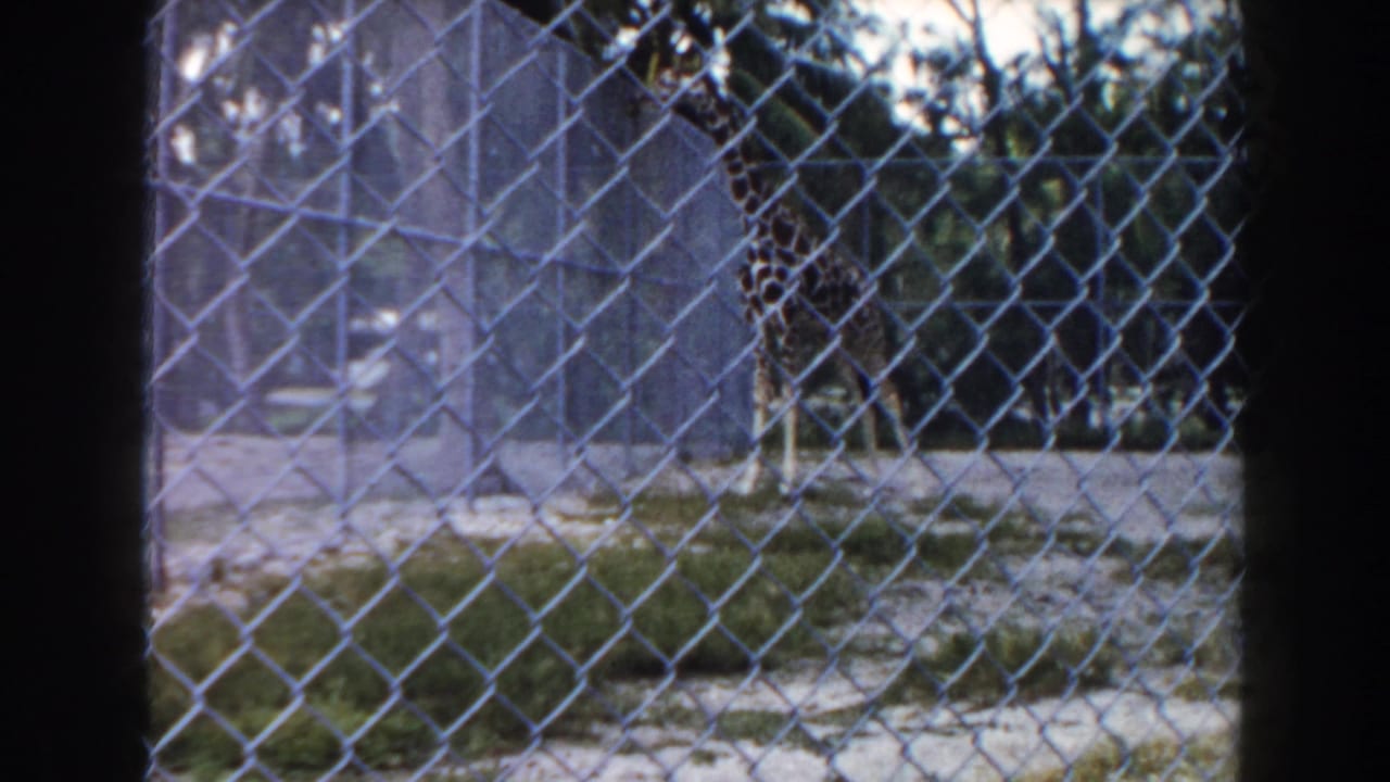A giraffe remains behind the diamond pattern of a zoo fence in this faded 8mm Miami home-movie frame.