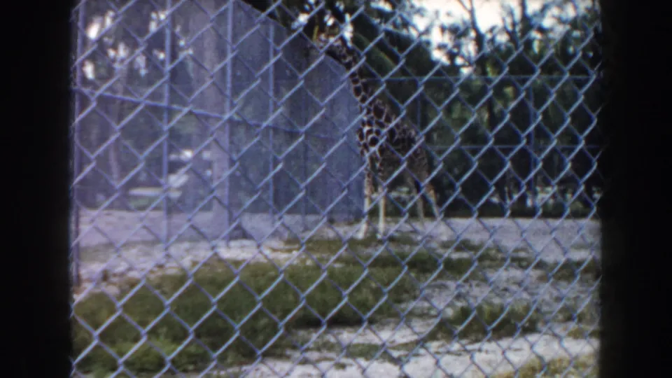 A giraffe remains behind the diamond pattern of a zoo fence in this faded 8mm Miami home-movie frame.