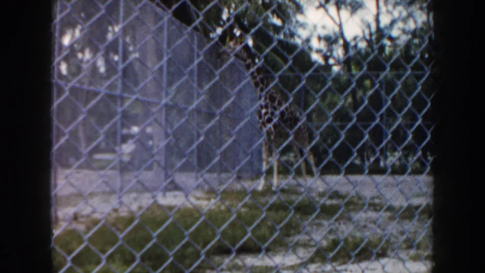 Fenced zoo enclosure in Miami, 1960, with a giraffe partly visible through chain-link and soft 8mm exposure.