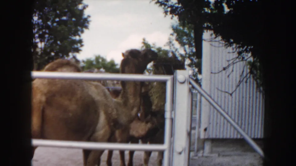 1960 Miami zoo frame showing a camel near a white metal gate, with fencing, trees, and exhibit structures around it.