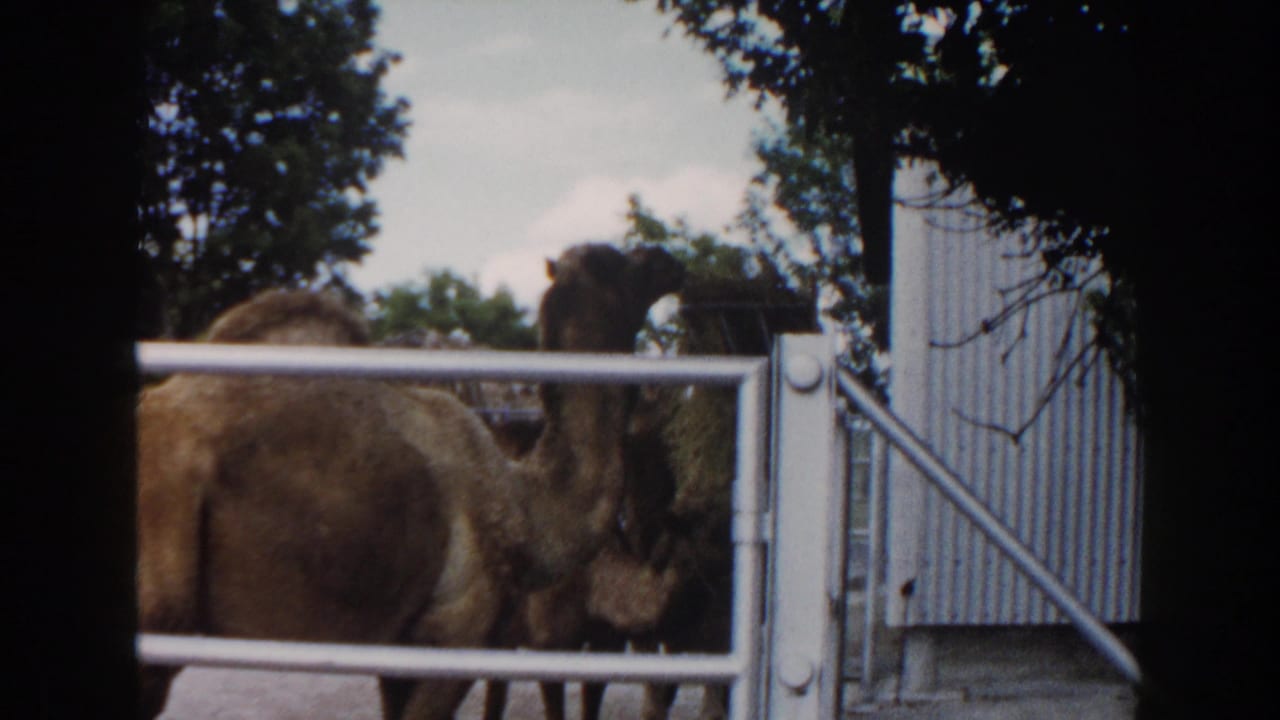 Two camels stand behind a white metal gate near trees and a corrugated wall.