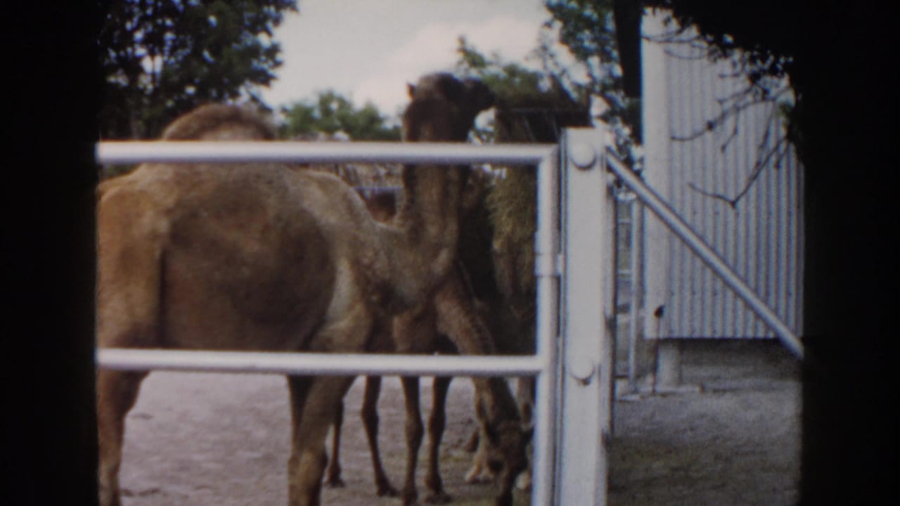 Camels stand partly behind a white gate beside a corrugated building and trees.