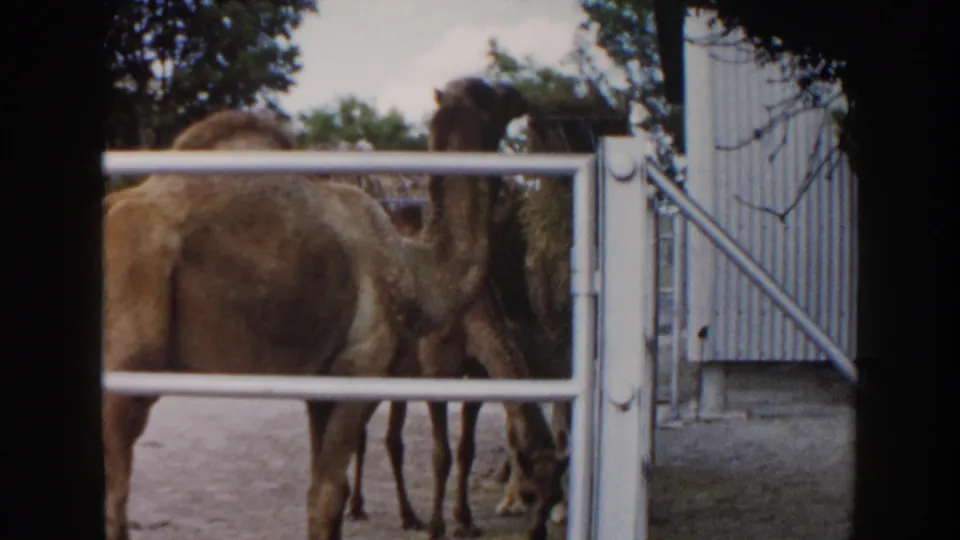 A 1960 Miami 8mm frame shows camels in a fenced animal enclosure beside a white gate and corrugated wall.