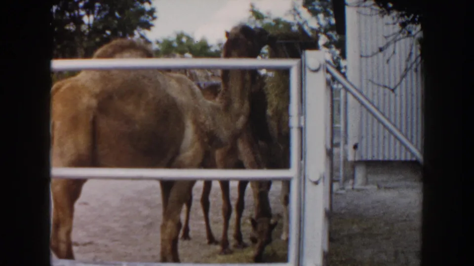 Two camels in a Miami animal enclosure, one lowering its head near the ground while the gate fills the foreground.
