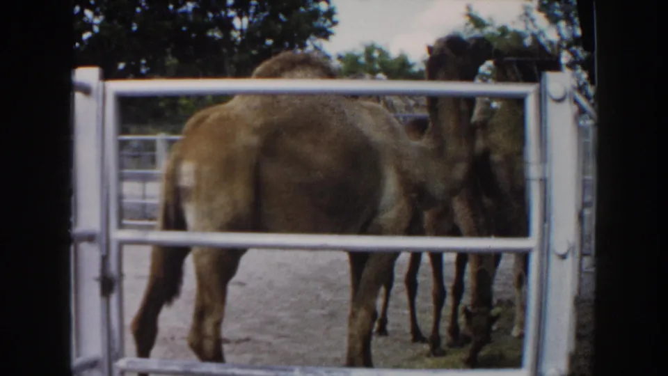 The closing 1960 Miami frame places one camel's body close to the gate, with another camel partly visible beside it.