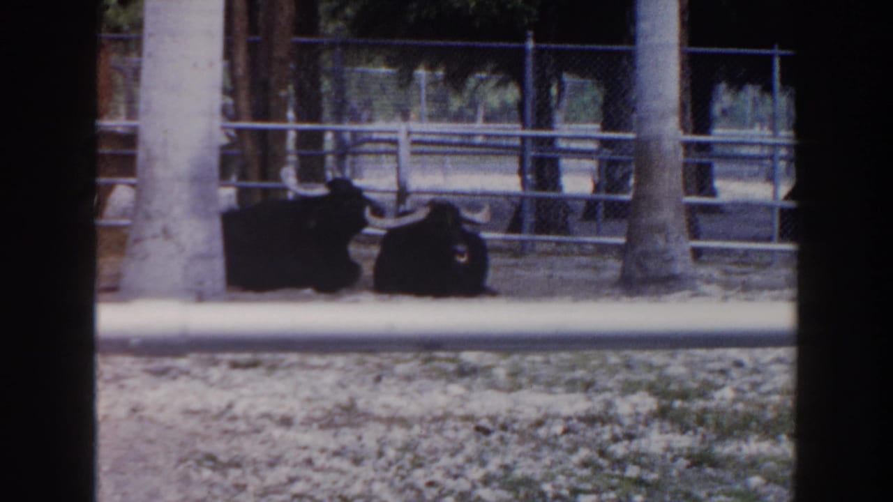 1960 Miami 8mm frame showing two black long-horned bulls lying near palm trees behind metal railings.