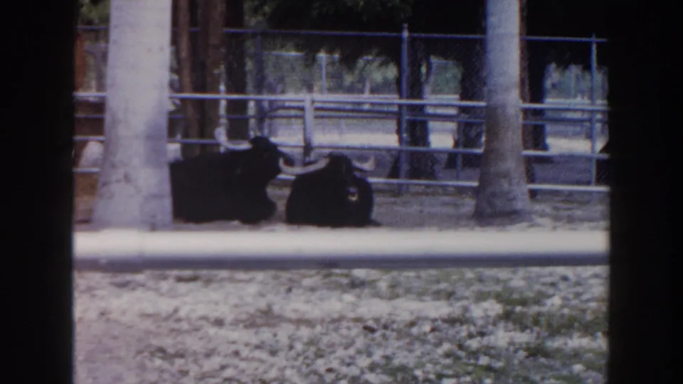 1960 Miami 8mm frame showing two black long-horned bulls lying near palm trees behind metal railings.