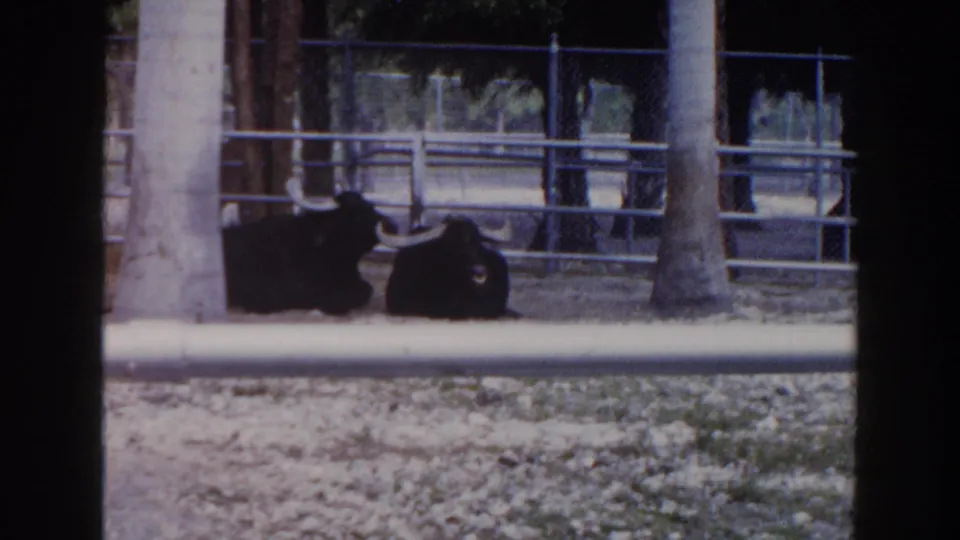 1960 Miami home-movie frame with two black horned bulls resting in a fenced animal exhibit area.
