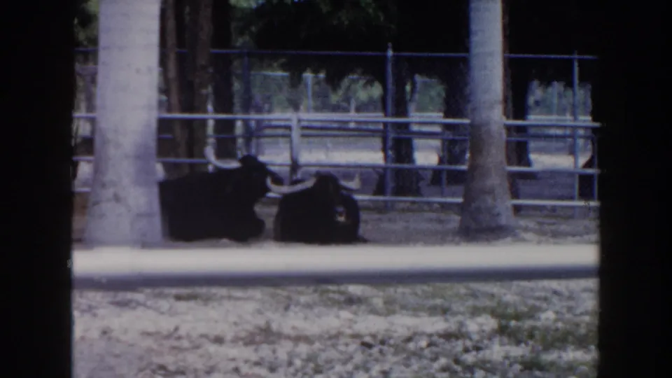 1960 Miami 8mm still of two black long-horned bulls lying low in a fenced outdoor enclosure.