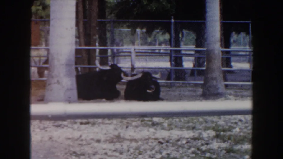1960 Miami frame showing two dark long-horned bulls resting under shade within a metal-railed exhibit.