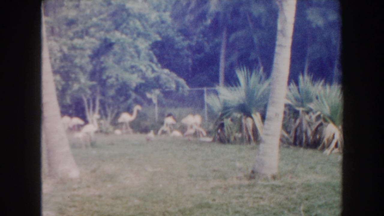 1960 Miami zoo footage shows flamingos scattered across a grassy tropical enclosure with palms, foliage, and fencing in the background.