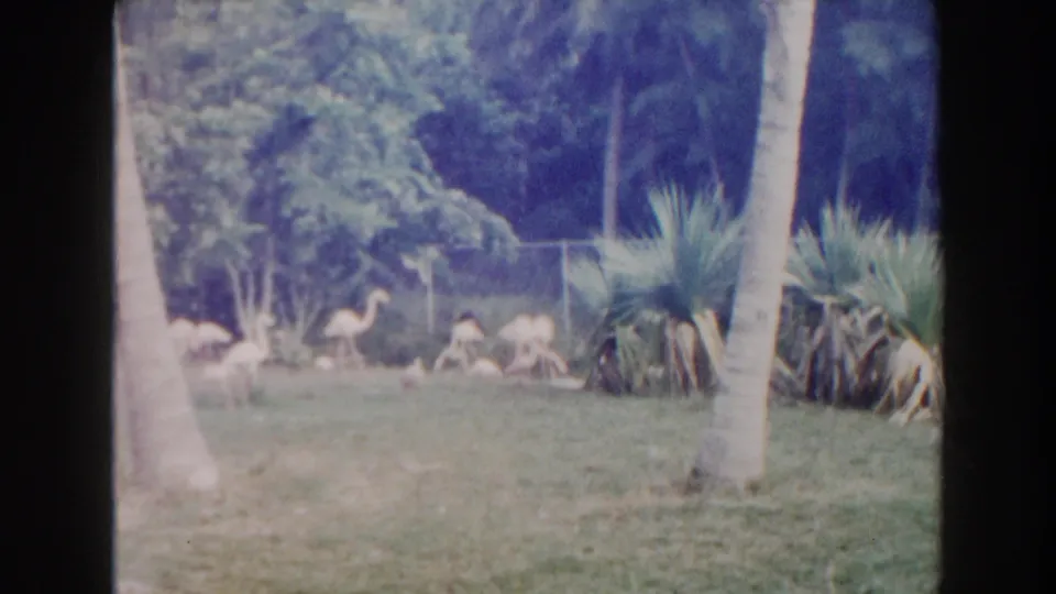 1960 Miami zoo footage shows flamingos scattered across a grassy tropical enclosure with palms, foliage, and fencing in the background.