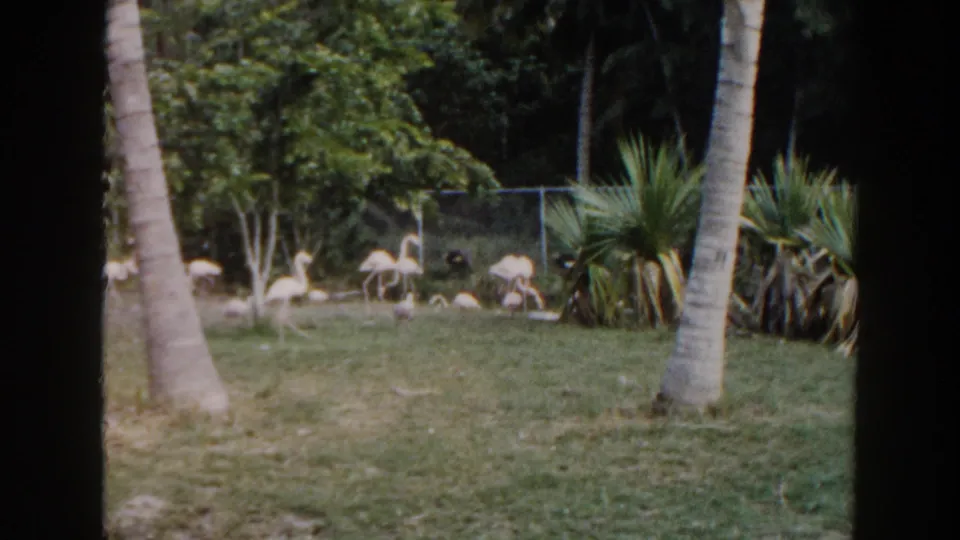 Flamingos walk and feed in a tropical Miami zoo enclosure, framed by palm trunks, dense greenery, and a chain-link fence.