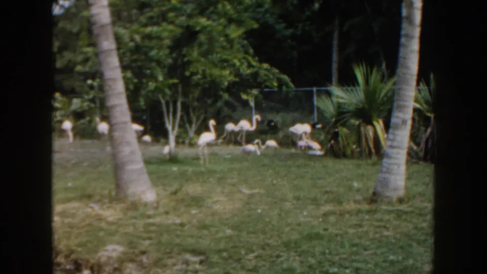 A visitor-shot 8mm view shows flamingos foraging on grass in a Miami zoo enclosure, partially framed by palm trunks and background foliage.