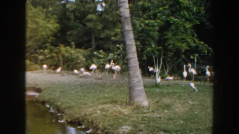 Flamingos cluster near a small pond edge in a 1960 Miami zoo scene, with grass, palms, and dense tropical foliage surrounding the habitat.