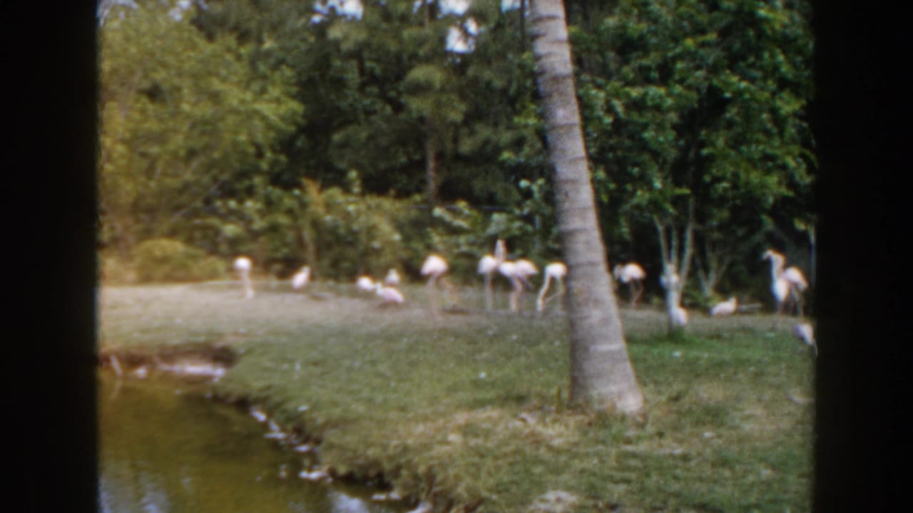 Flamingos and white birds stand on grass beside a pond with palms and foliage behind them.