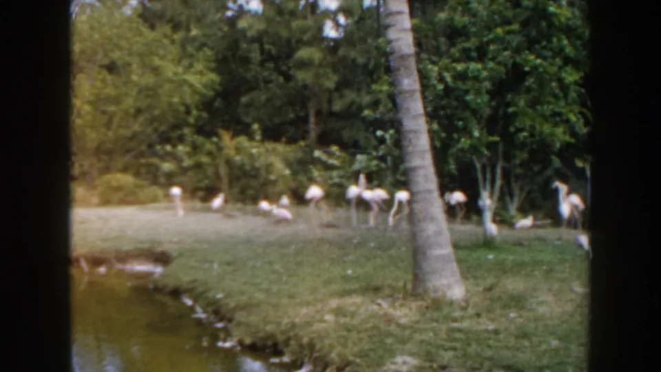 1960 Miami home-movie frame showing flamingos and other birds near a grassy pond edge framed by palm trees and dense foliage.