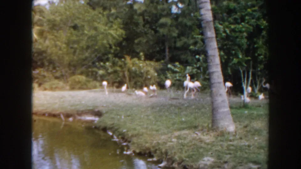 1960 Miami 8mm frame with flamingos and other birds foraging near a pond, with palms and shrubs in the background.