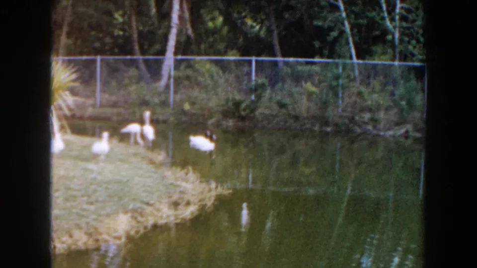 1960 Miami frame showing white birds at a pond edge, with a chain-link fence, palm trunks, and foliage behind them.