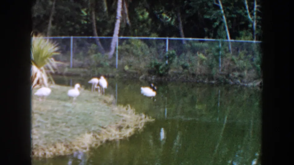 1960 Miami 8mm frame of white birds beside green pond water, with a chain-link fence and tropical foliage in the background.