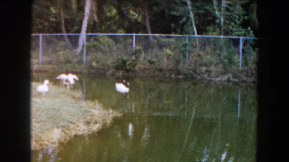 1960 Miami 8mm frame showing white water birds near a grassy pond edge, with chain-link fencing and dense trees in the background.