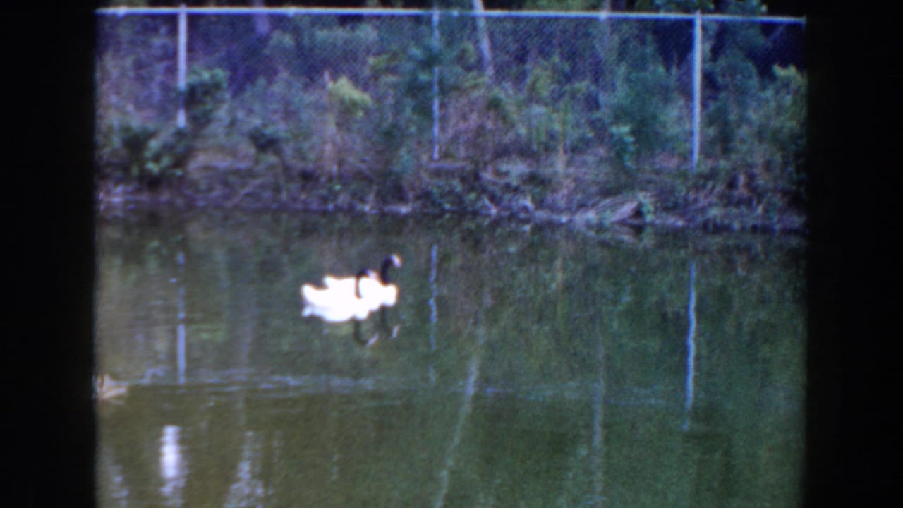 A white swan swims across green pond water with a fence and brush on the far bank.