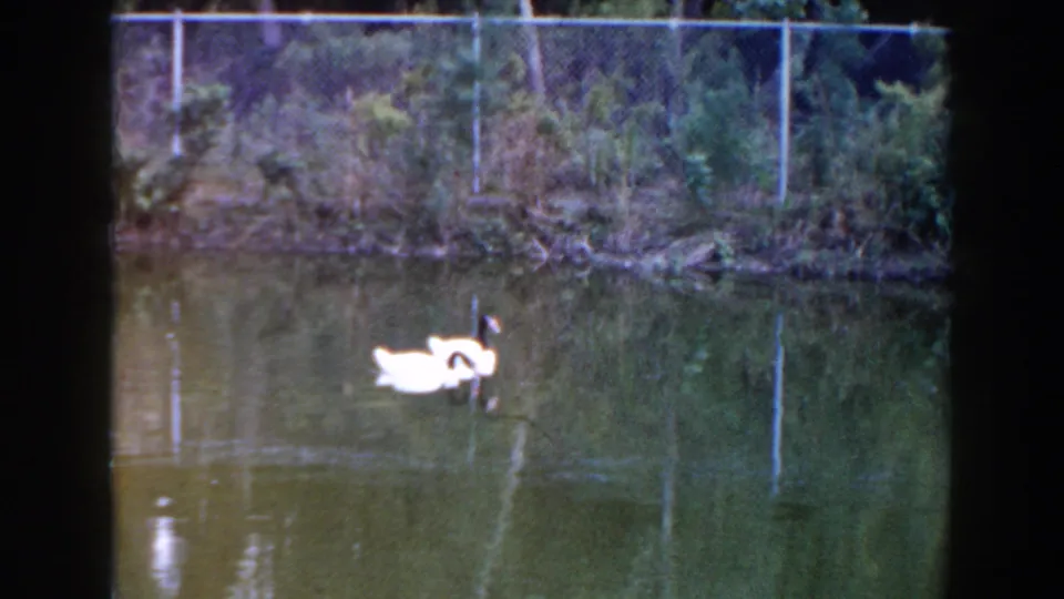 1960 Miami 8mm frame showing a white swan on green pond water, with fence reflections and a shaded vegetated bank behind it.