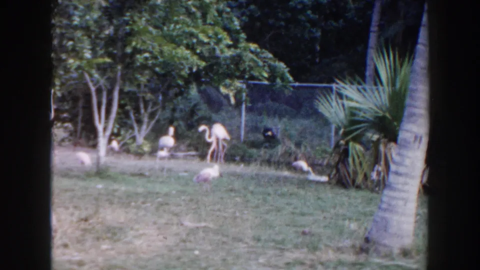 1960 Miami 8mm frame with flamingos and other birds on a grassy pond bank near palm foliage, trees, and chain-link fencing.