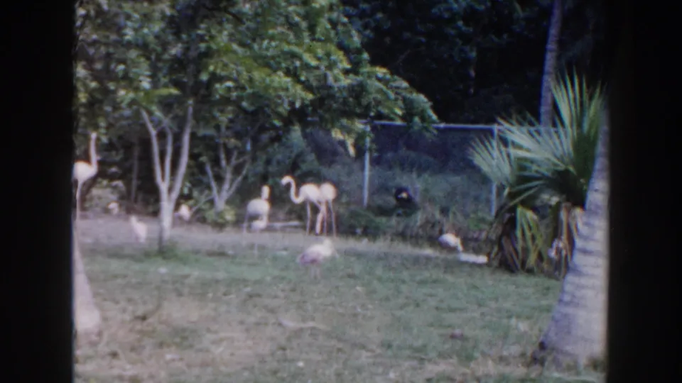 1960 Miami 8mm frame showing flamingos in a grassy zoo enclosure with palm trunks, shrubs, and chain-link fencing in the background.