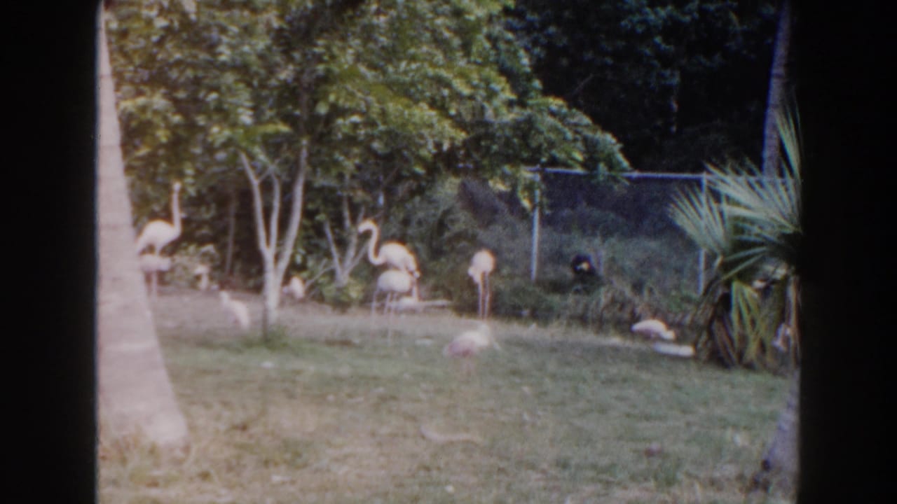 Several flamingos in grass near shrubs and a chain-link fence, with a palm trunk at the right edge.
